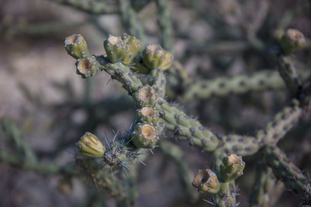 ocotillo