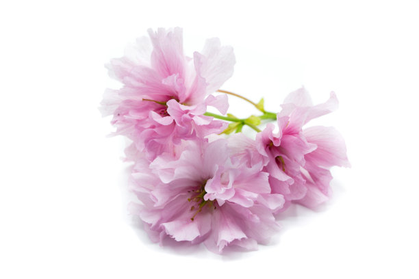 花簇,花蕾,嫩枝