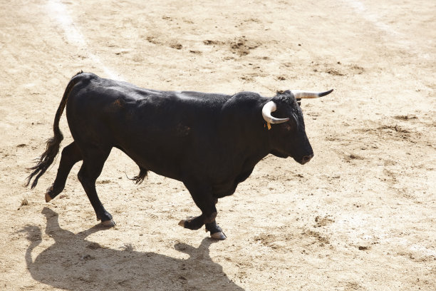 toro