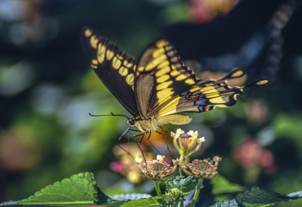 ornithoptera