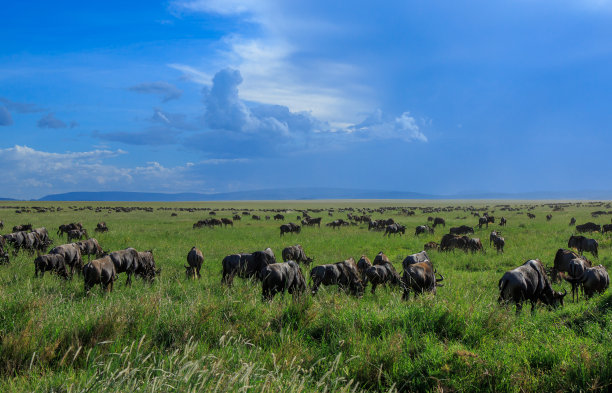 serengeti