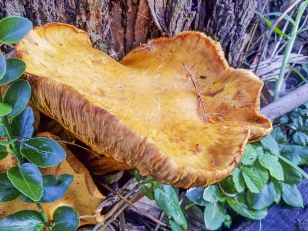 cortinarius