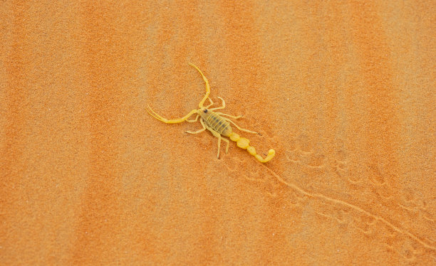 scorpio