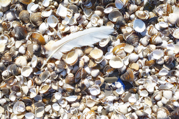 mussels