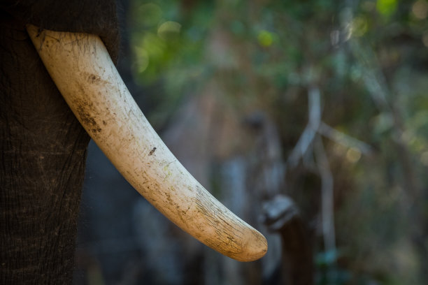 ivory
