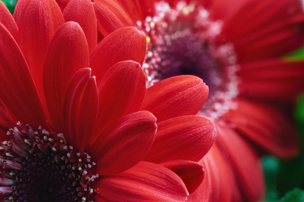 gerbera