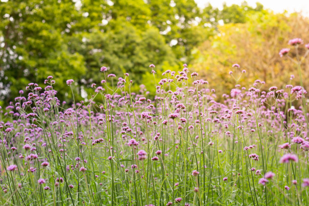 verbena