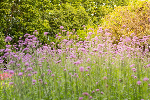 verbena