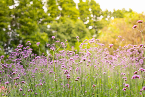 verbena