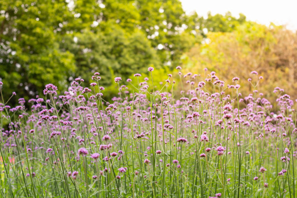 verbena