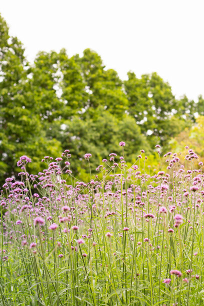 verbena