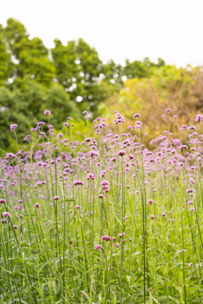 verbena