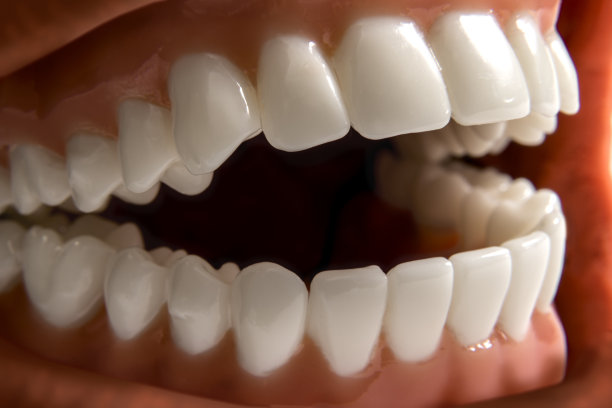牙齿模型牙齿特写