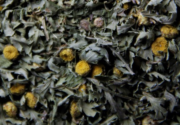tanacetum