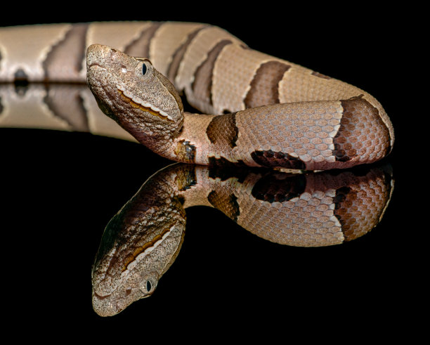 copperhead