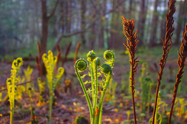 fiddlehead
