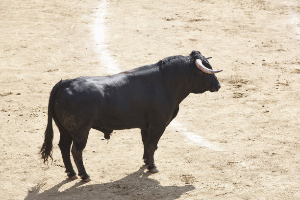 toro