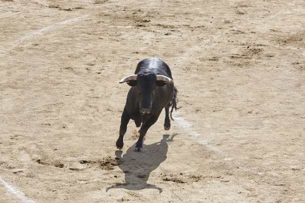 toro
