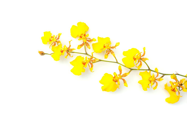 cymbidium
