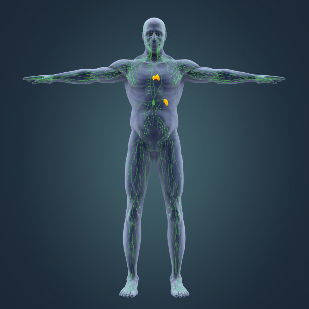 thymus