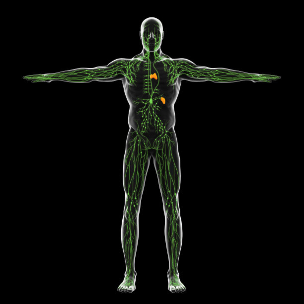 thymus