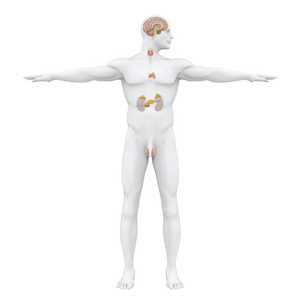 thymus
