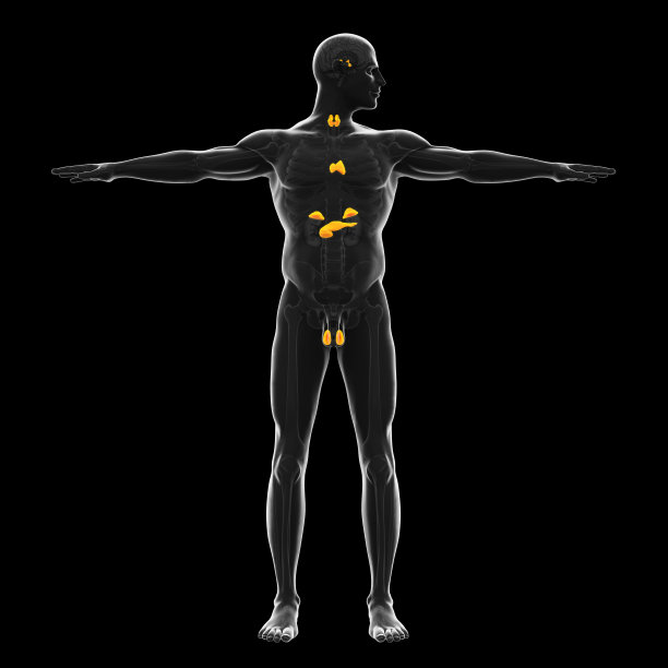 thymus