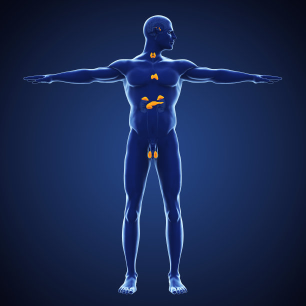 thymus