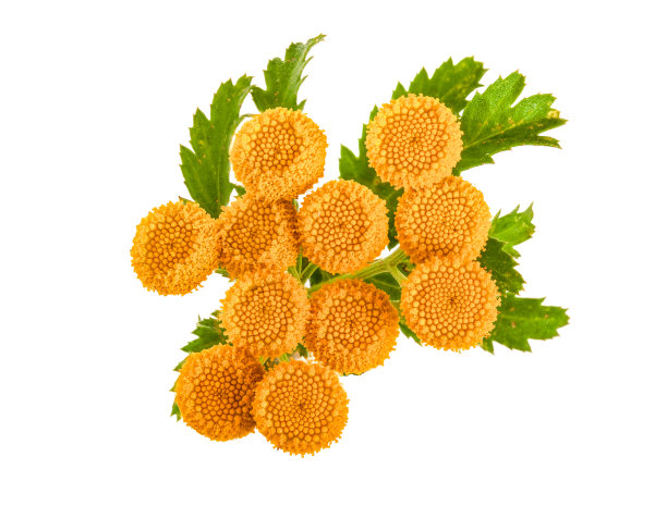 tanacetum