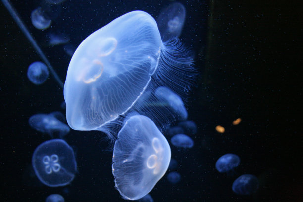 jellyfish