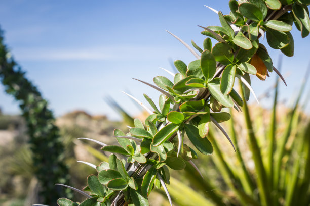 ocotillo