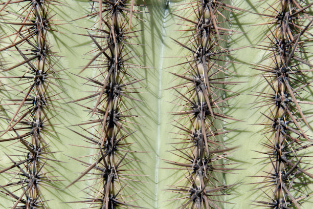 ocotillo