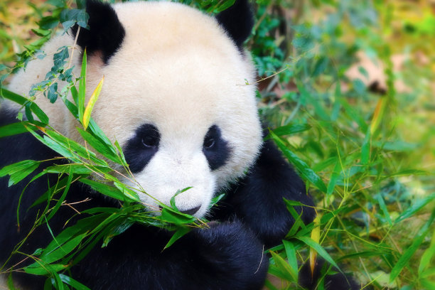 大熊猫,熊猫,濒危物种