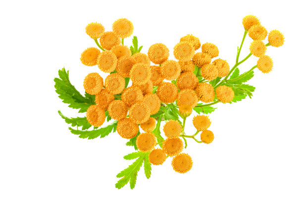 tanacetum