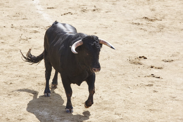 toro