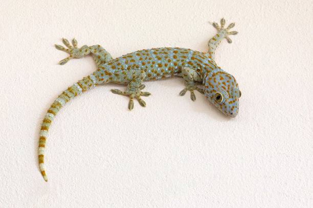 phelsuma
