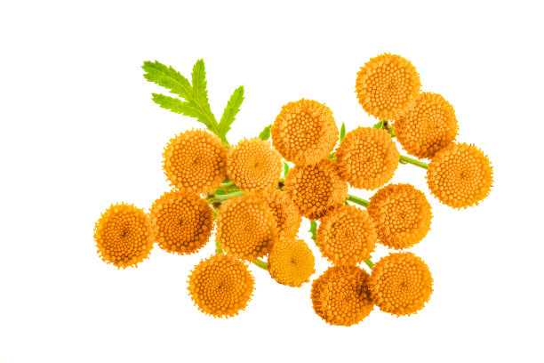 tanacetum
