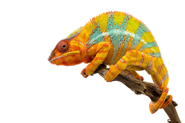 chamaeleon