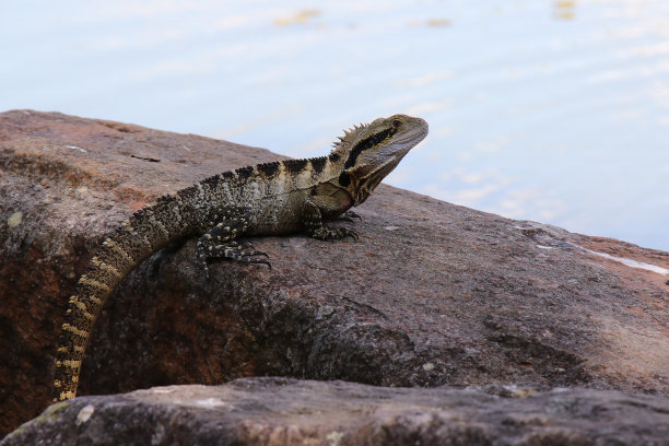 physignathus