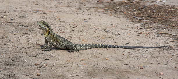 physignathus
