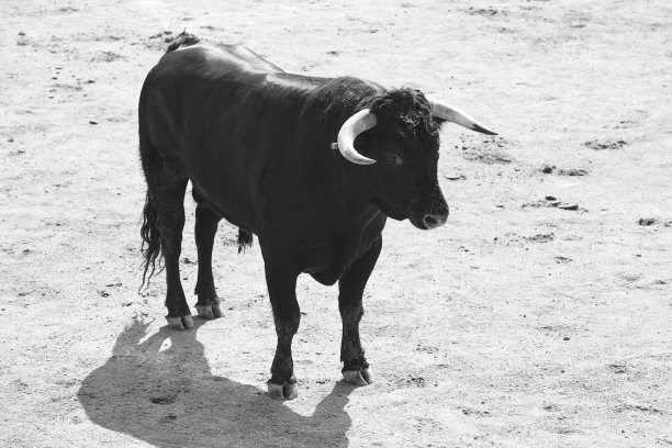 toro