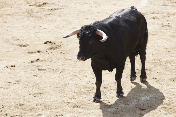 toro