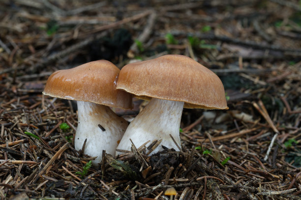 cortinarius