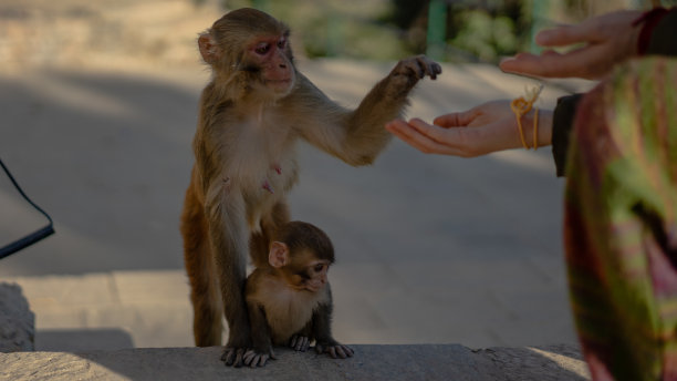 monkey-nut