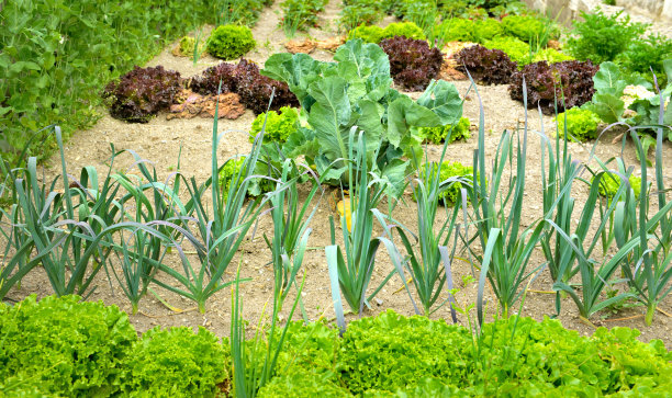 菜园,十字花科,生菜