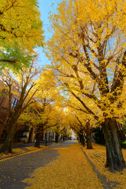 avenue