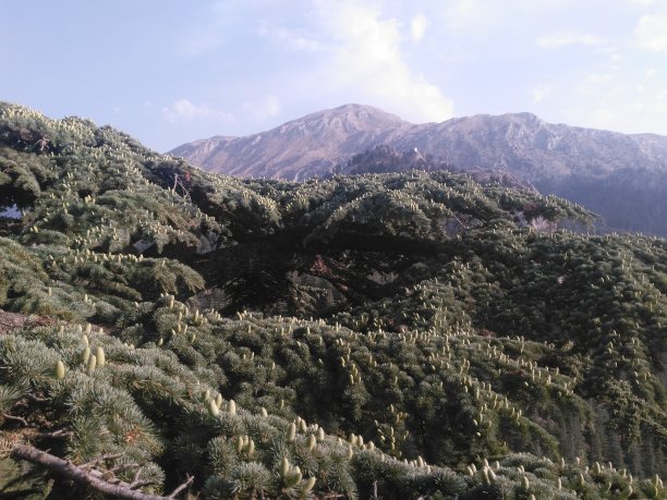 高山,山顶,山脉