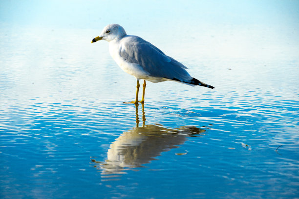 skimmer