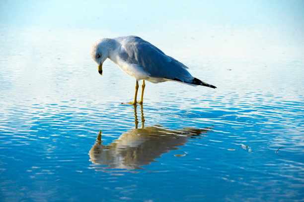 skimmer