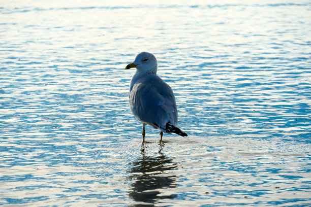 skimmer